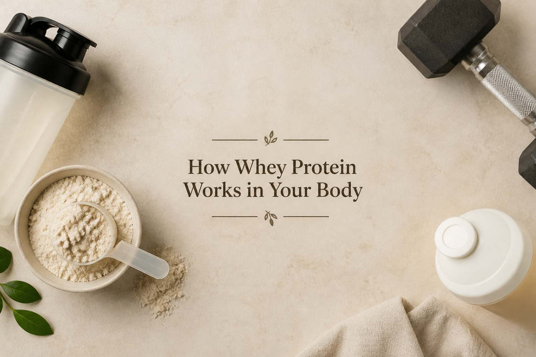 How Whey Protein Works in Your Body: A Simple, Science-Based Explanation